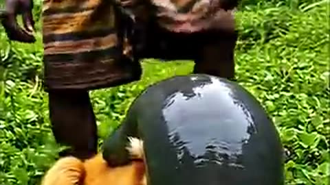 Shocking: What Was on This Poor Monkey's Back A Brave Man's Surprising Rescue!