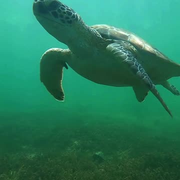 Shell of a Swim 🐢🌊 | Sounds of Nature