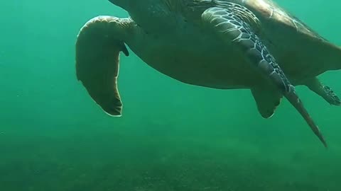Shell of a Swim 🐢🌊 | Sounds of Nature