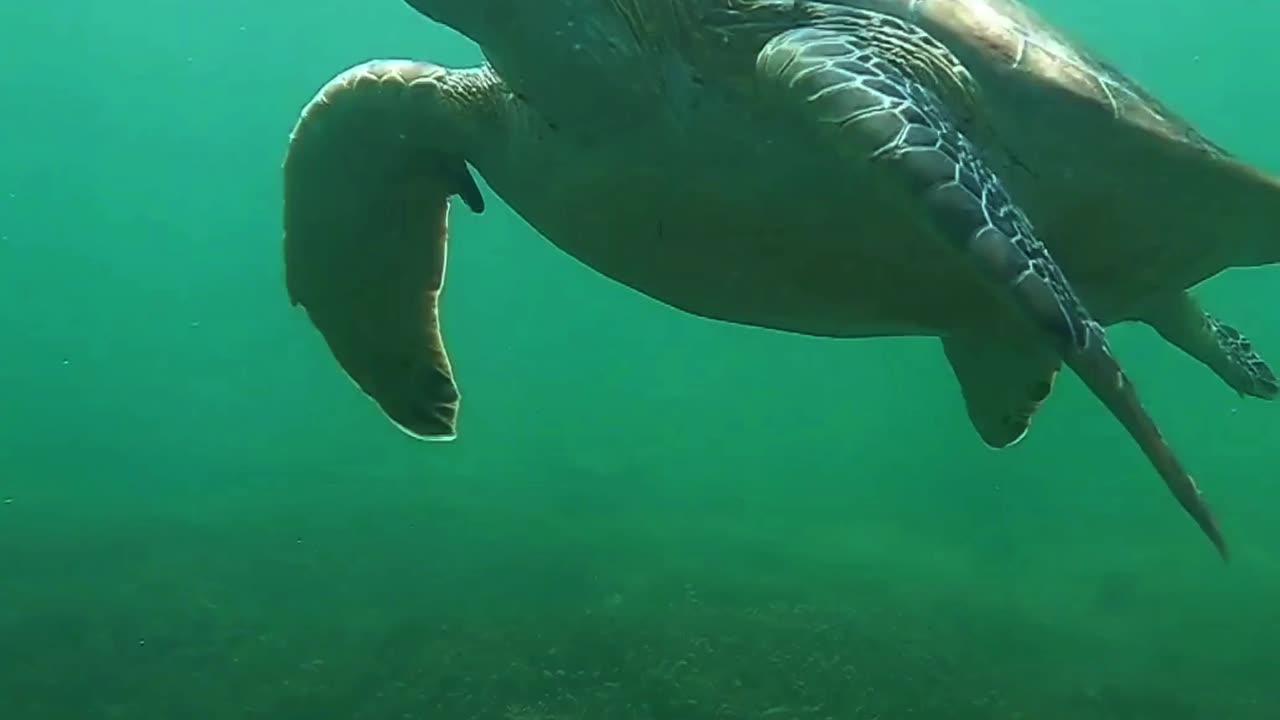 Shell of a Swim 🐢🌊 | Sounds of Nature