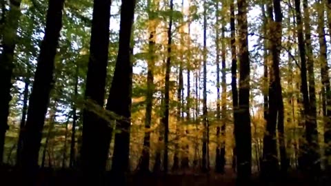 Happy Halloween Rambling in the Forest.