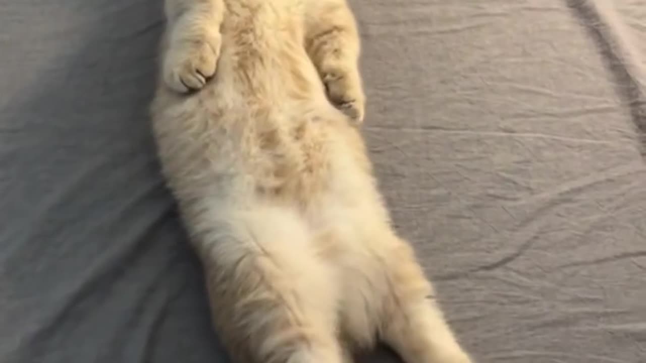 cat memes