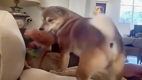 funny pets