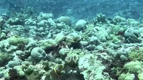 🐙 Octopuses: Three Hearts and Blue Blood!