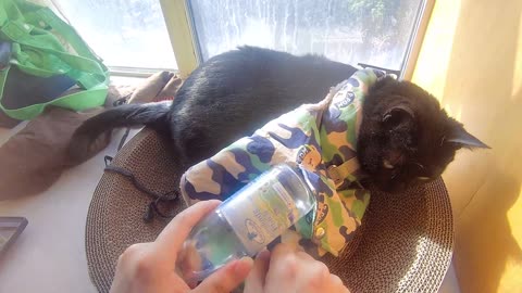 My pet cat vlog, his name is Heihei, 03/31, 2025, He is Absent-minded， #catvideo #asmr