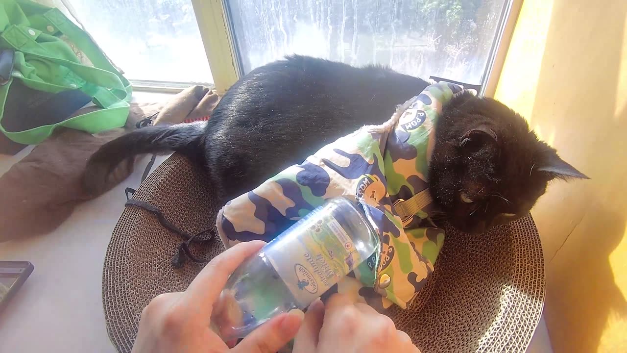 My pet cat vlog, his name is Heihei, 03/31, 2025, He is Absent-minded, #catvideo #asmr