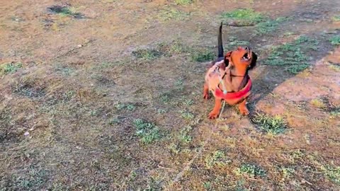 🐸😱 Fear of Frog Kites! | FunFM