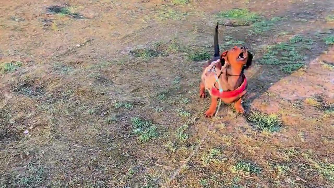 🐸😱 Fear of Frog Kites! | FunFM