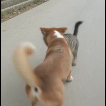 Watch the funny running of cats and their similarities with dogs.