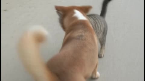 Watch the funny running of cats and their similarities with dogs.