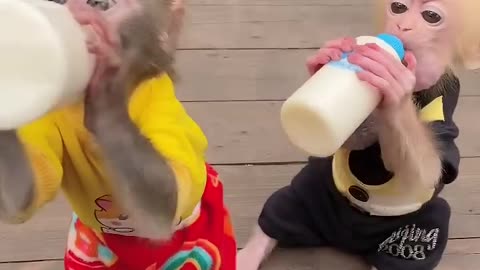 Milk and monkeys.