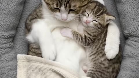 Mother cat's tender care