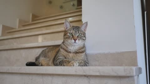 Funniest Cats