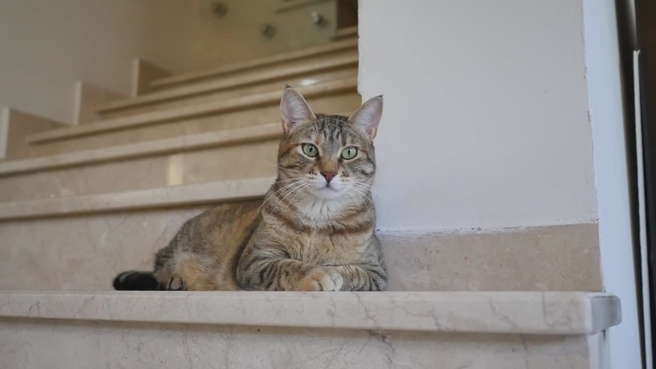 Funniest Cats