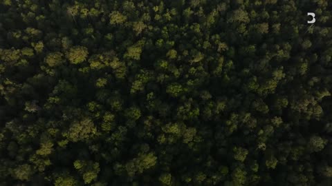 Why This Indonesian Jungle Became So Controversial