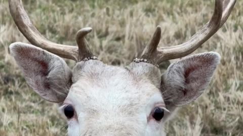 Animal animals antlers