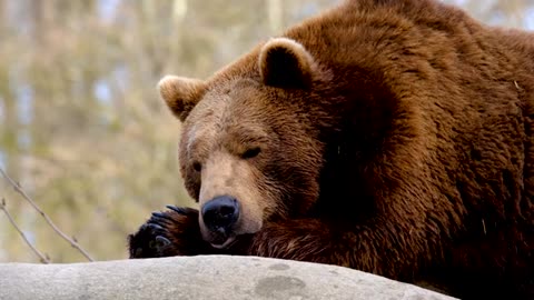 Animals Stock Footage No Copyright Wildlife Shots Royalty free animals free stock videos