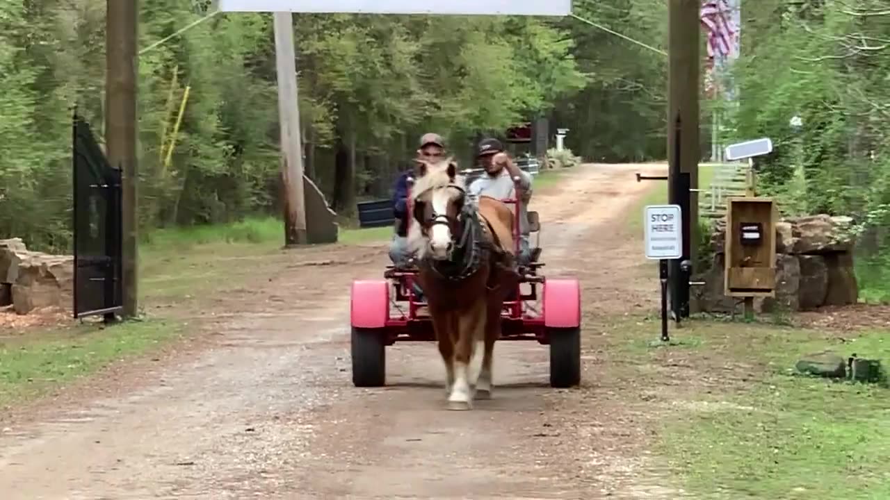 Learning how to drive a horse Part 2