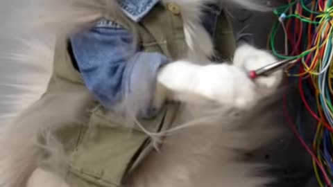 Electrisian cat 😂😂