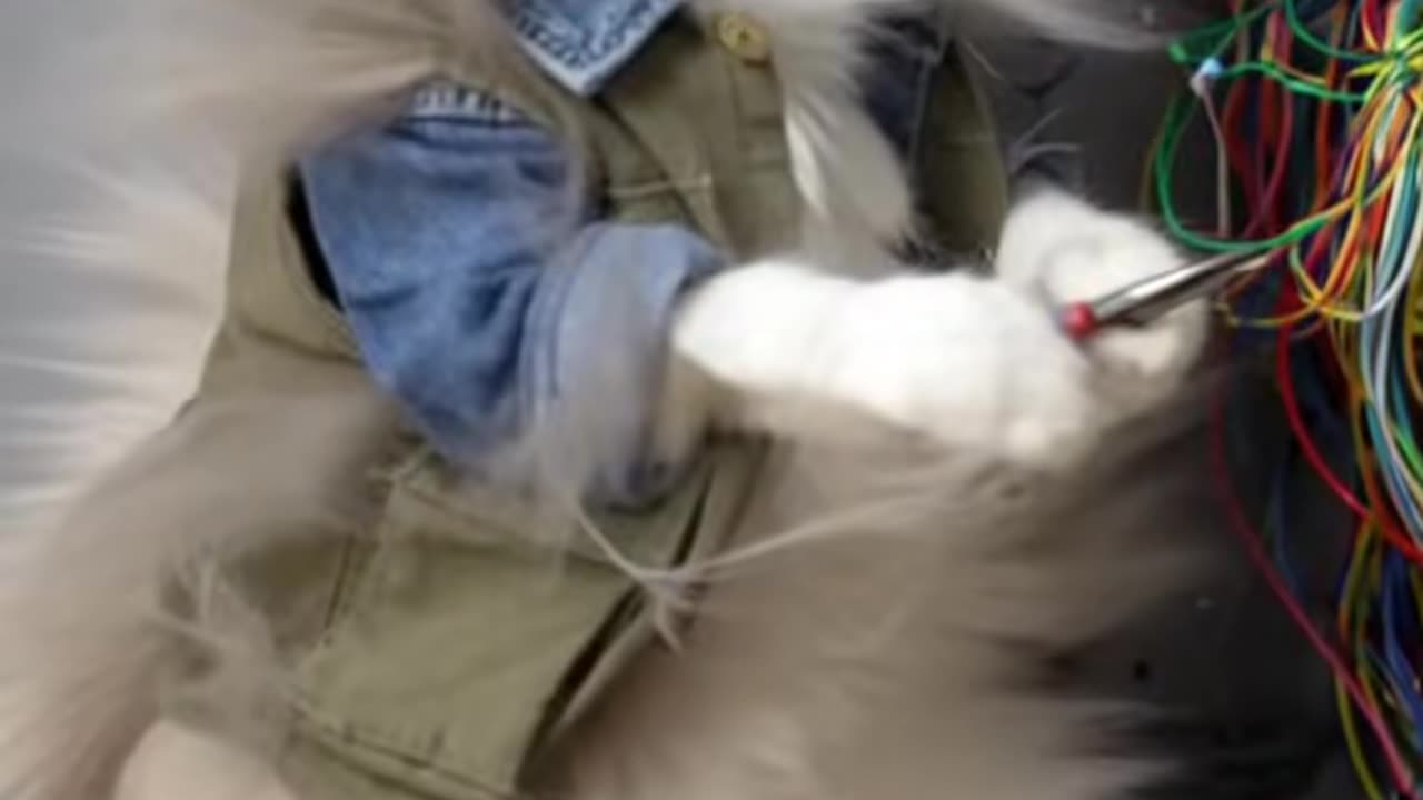 Electrisian cat 😂😂