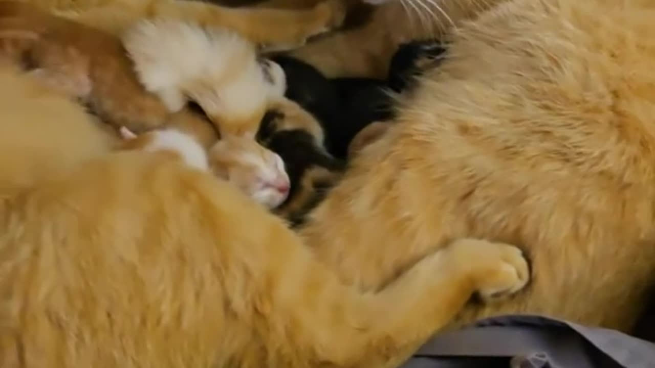 2 mother cats share the same nest