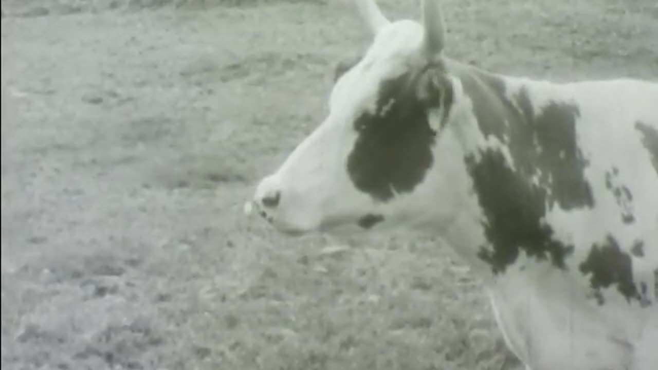 Miracle Of Milk