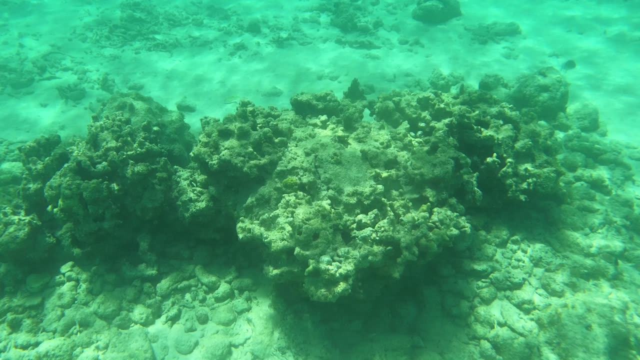 Spotted: Barjack and Blue Tangs snorkeling in Grand Cayman