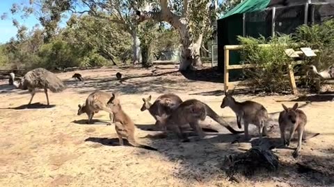 Welcome to Australia 🇦🇺
