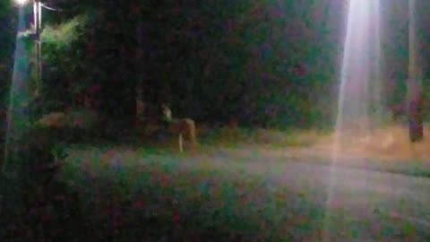 Buck Deer 🦌