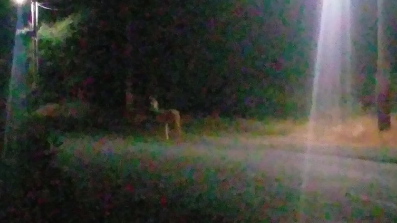 Buck Deer 🦌