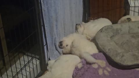 Puppy Sleeping in Weird Position