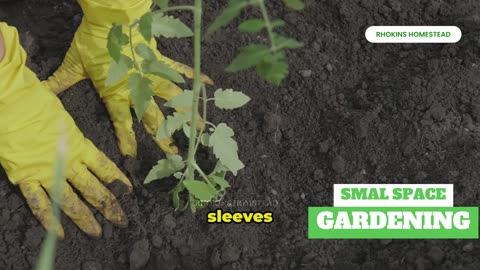 Sprouting Success: How to Grow Edible Plants in Small Spaces