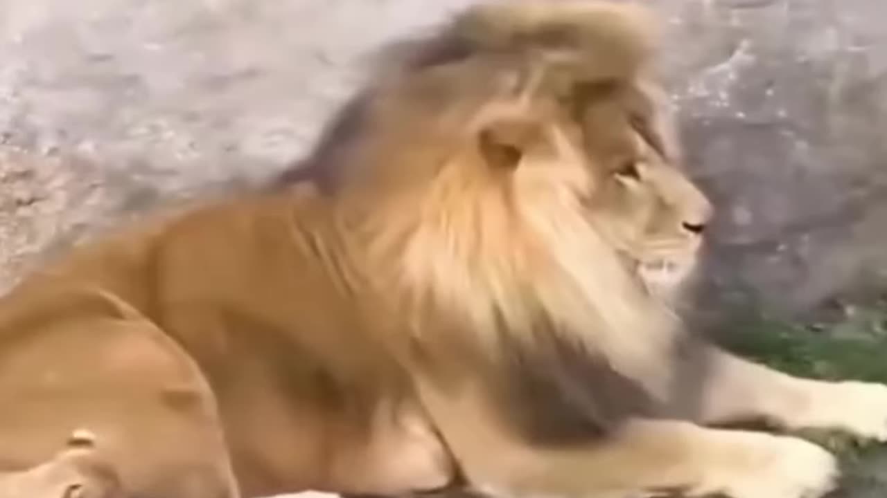 the lion cub scared the lion