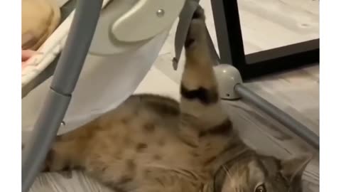 new funny animals best moments 27 #shorts #cats #dogs #pets