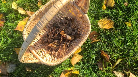 Orange liberty caps?🧐