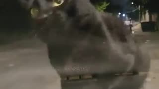 🤯🔥 Things Are Getting Wild Out There! You Won't Believe It | FunFM