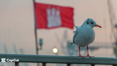 Hamburg wirst du nie vergessen