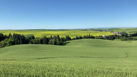 Canola growing/ No Wind Farms