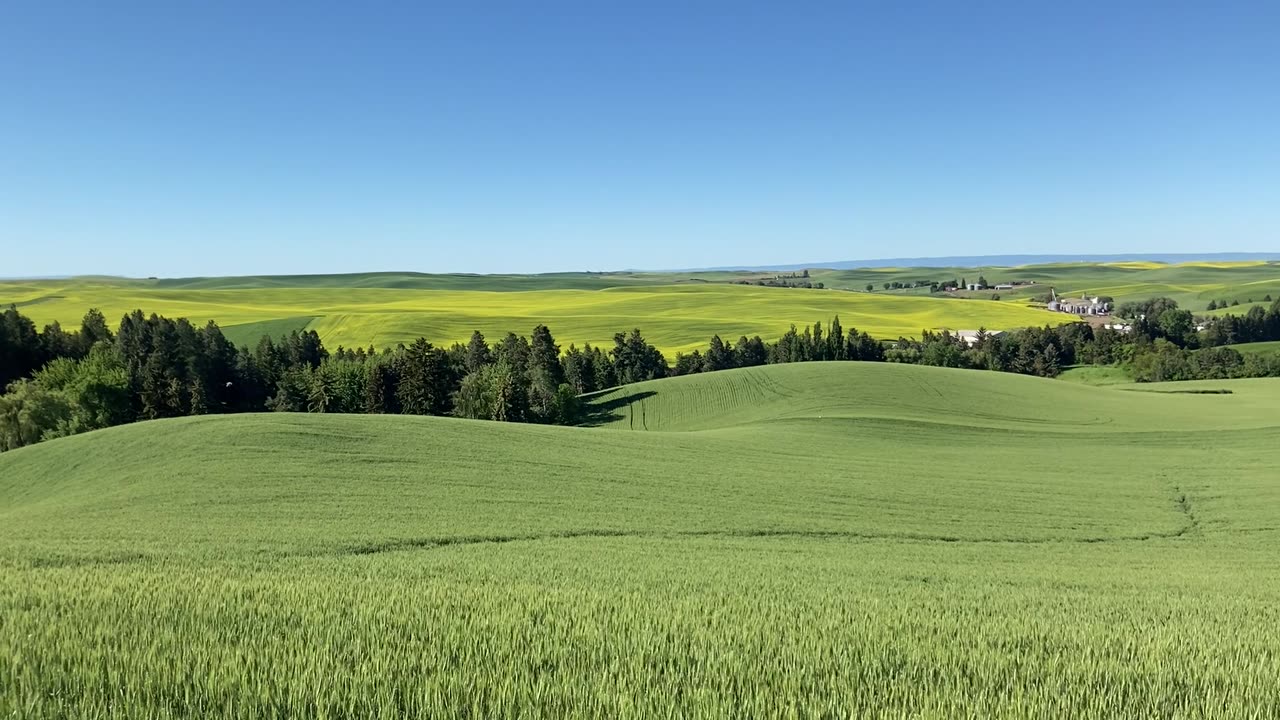 Canola growing/ No Wind Farms