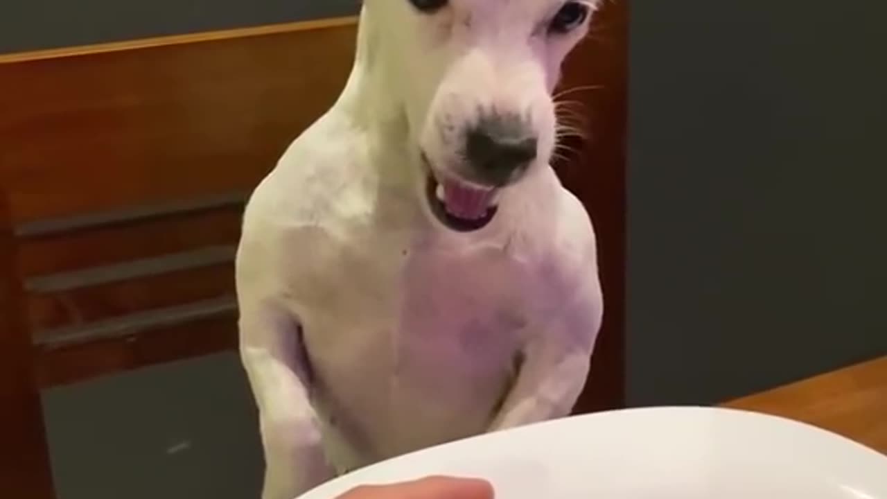 Funny dog !