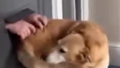 😍📬 Dog’s Favorite Moment? Pets Through The Letterbox! | FunFM