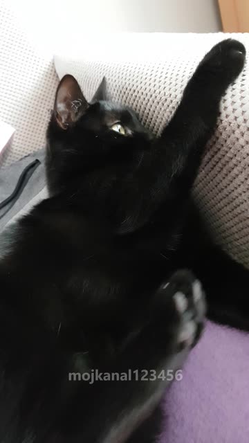 Kotełka pokazuje zęby