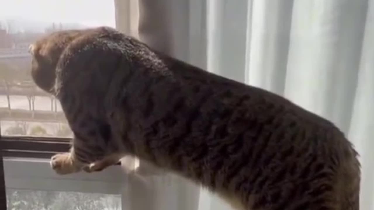 "OMG! Gossip Hunters 😹🐕"