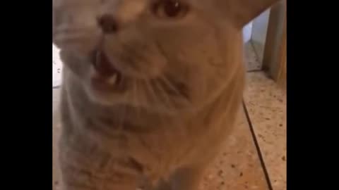 funny video pets