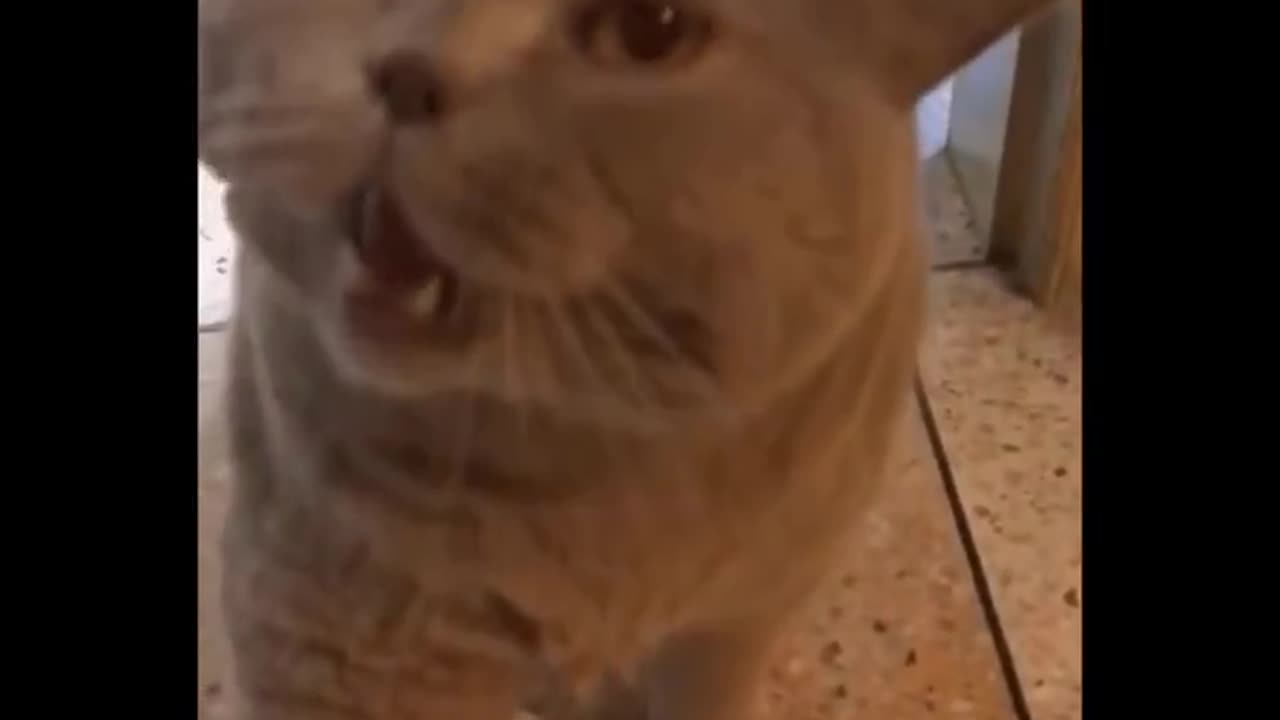 funny video pets