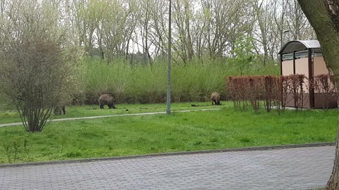 Dziki na osiedlu Rubinkowo