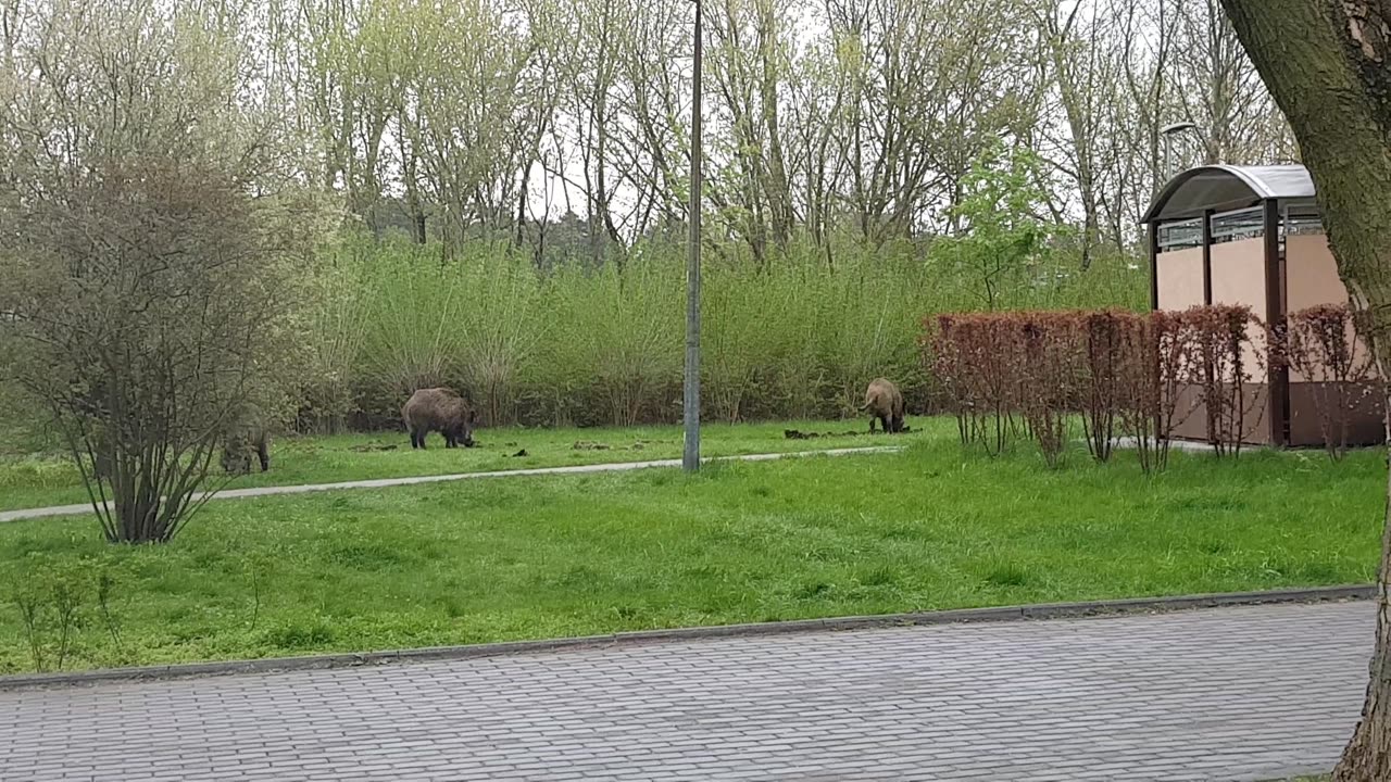 Dziki na osiedlu Rubinkowo