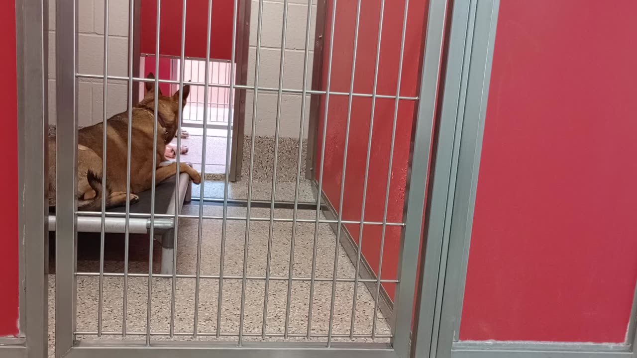 Jodie-front 6y A771770 Ballard 1y A860101 kennel 11 Pod 1 PACC shelter too fast