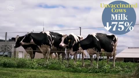 CBS CONTRIBUTER DR JOHN LAPOOK DISCUSSED VACCINATING COWS TO STOP BIRD FLU.