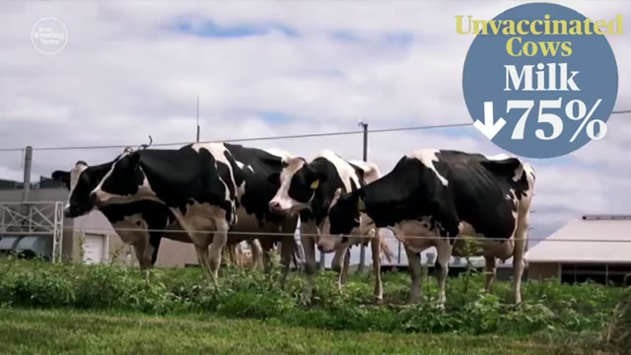 CBS CONTRIBUTER DR JOHN LAPOOK DISCUSSED VACCINATING COWS TO STOP BIRD FLU.